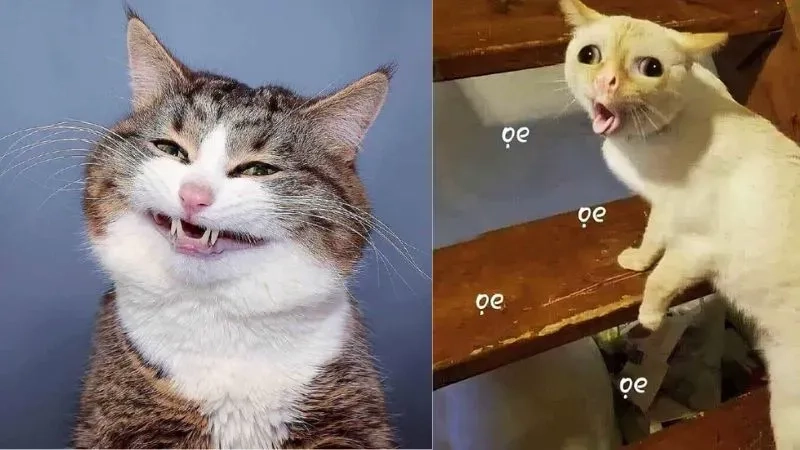 Meme hài cute khiến bạn không thể nhịn cười
