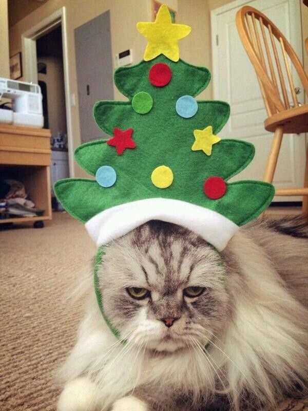 Ảnh meme mèo noel dễ thương cho ngày thêm vui