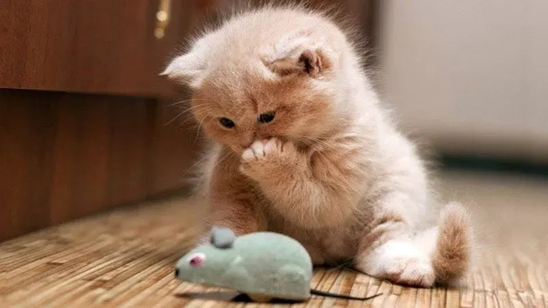 Avatar con mèo cute mang đến sự vui nhộn và dễ thương