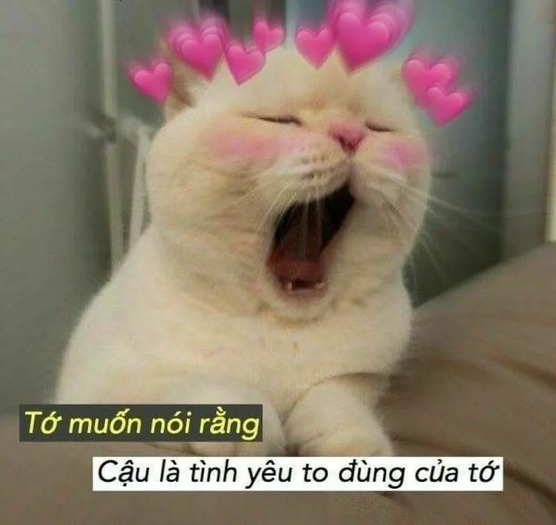 Meme mèo bắn tim khiến bạn cảm thấy ấm áp