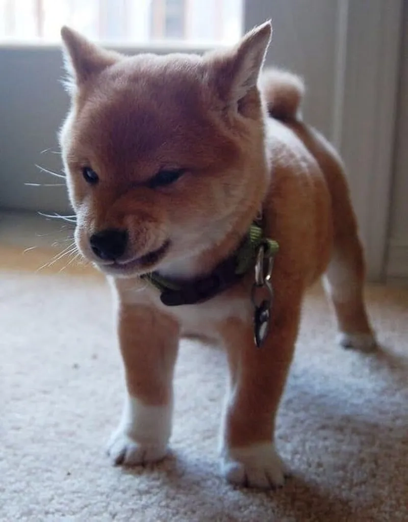 Meme tức giận cute mang lại tiếng cười cho mọi người