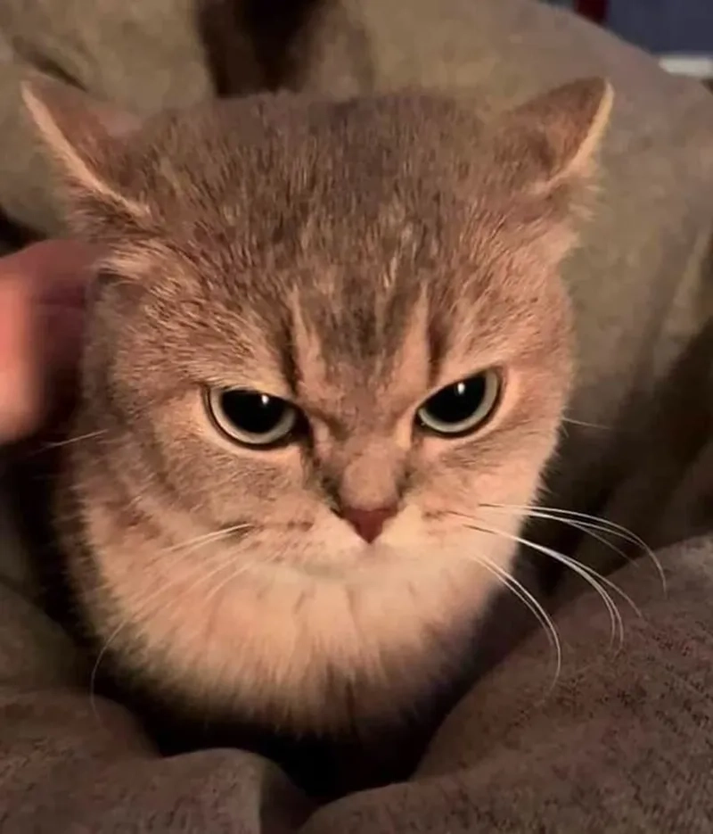 Mèo tức giận meme thể hiện sự hài hước độc đáo