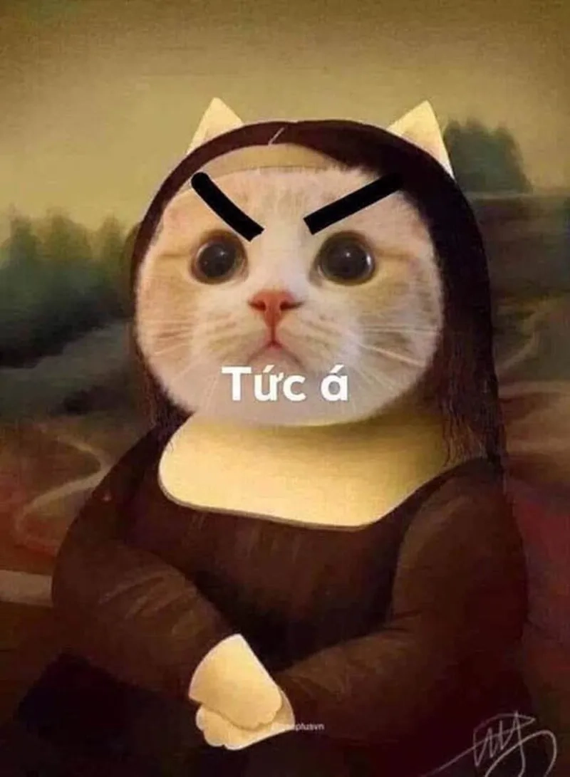 Tức giận ảnh meme dỗi mèo cute mang lại niềm vui cho người xem