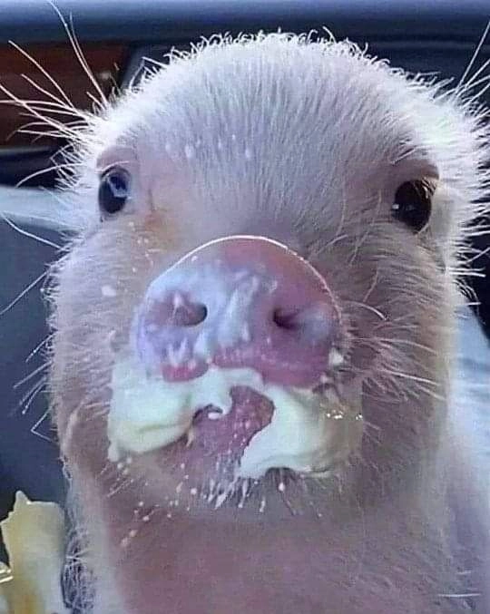 Meme heo khóc thể hiện sự đáng yêu trong cuộc sống