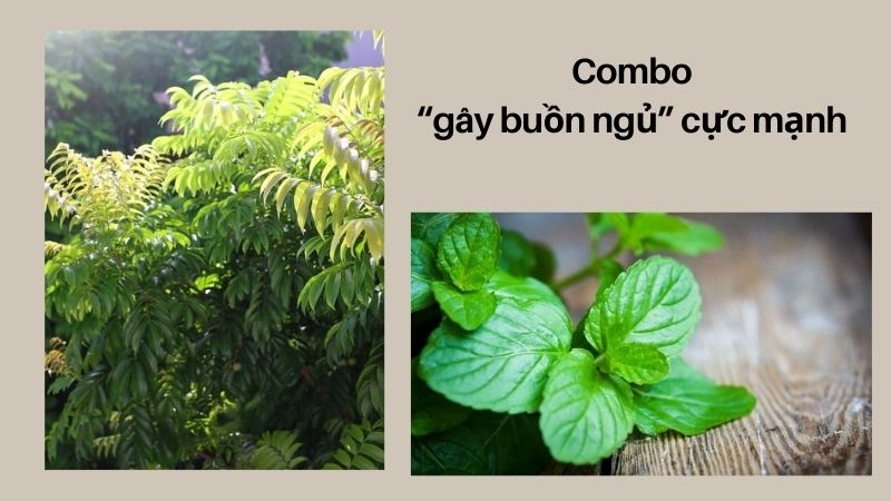 Lá sấu + lá bạc hà – Combo “gây buồn ngủ” cực mạnh 