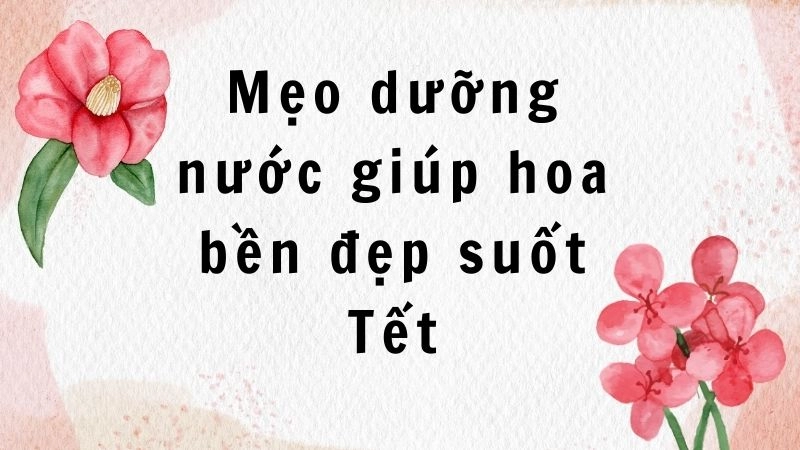 Mẹo dưỡng nước giúp hoa bền đẹp suốt Tết
