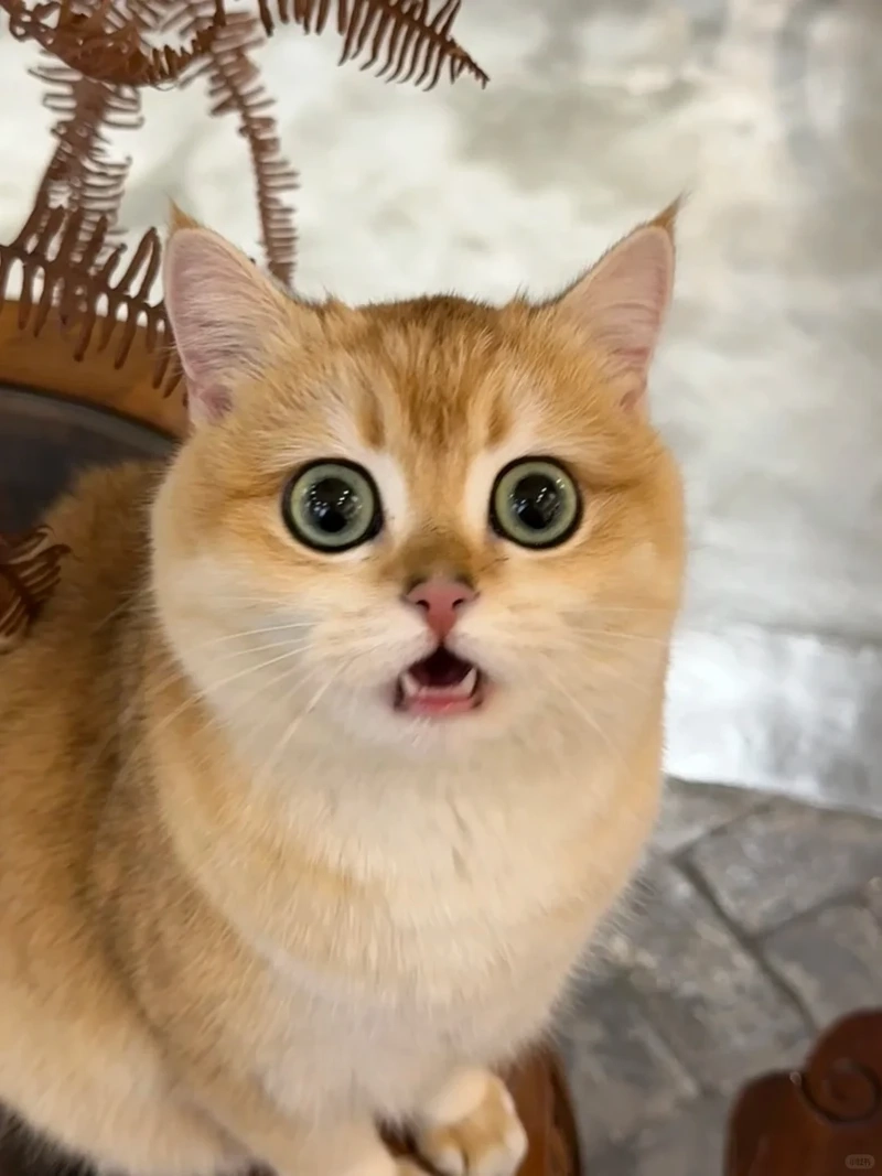 Biểu cảm thiếu wow trong chưa đủ wow meme